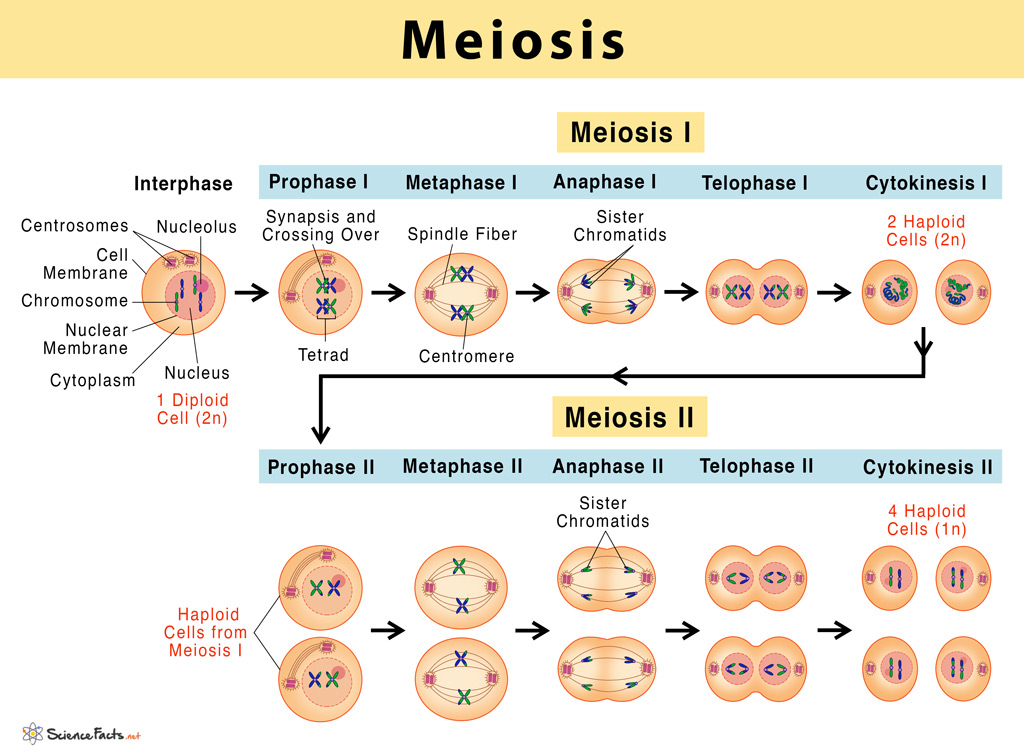 Stages Of Meiosis The Process Of Meiosis