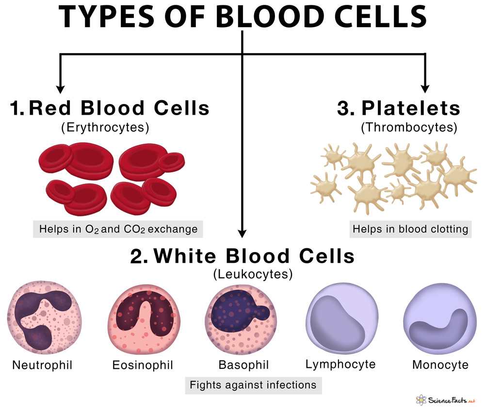 Types Of Blood Cells With Their Structure  And Functions