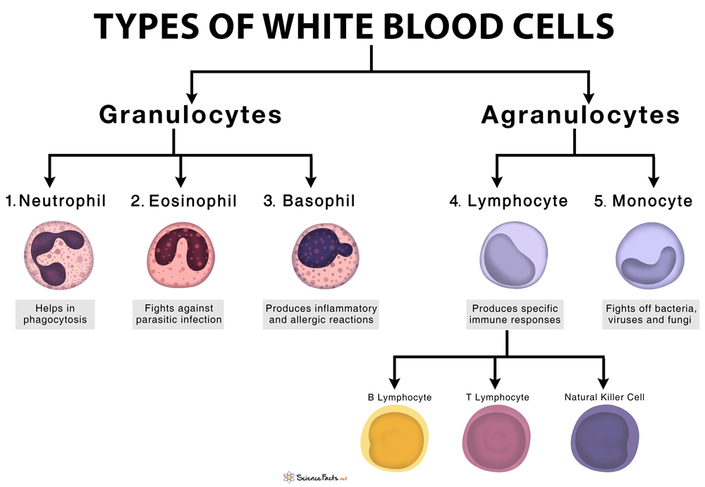 Education Chart Of Biology For White Blood Cells Diagram Stock Vector ...