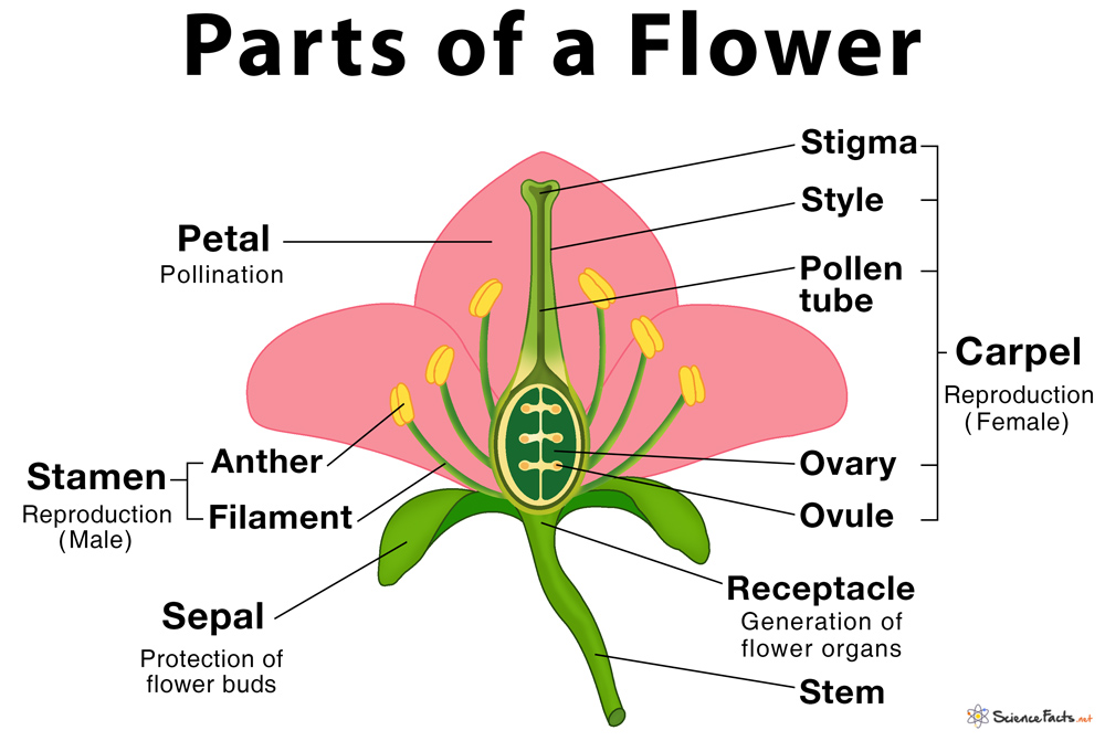 Parts Of A Flower Their Structure And