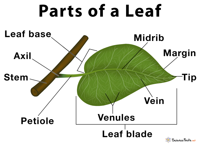 Parts Of A Leaf  Their Structure And Functions With Diagram