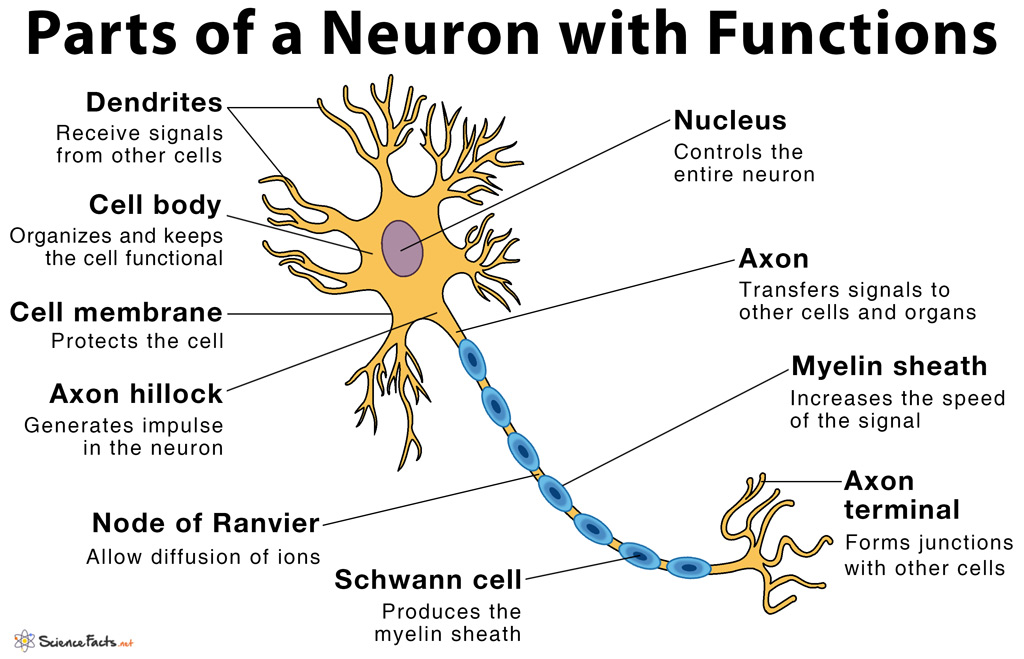 Parts of a Neuron and Their Functions with Labelled Diagram