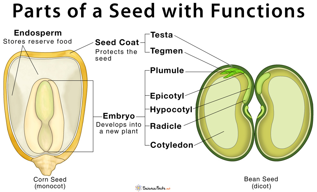 Parts of a Seed, Their Structure, and Functions with Diagram
