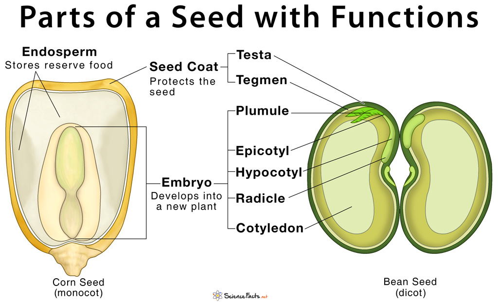 Parts Of A Seed  Their Structure  And Functions With Diagram