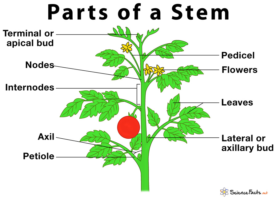 What are the parts of a stem? – lovethatleaf