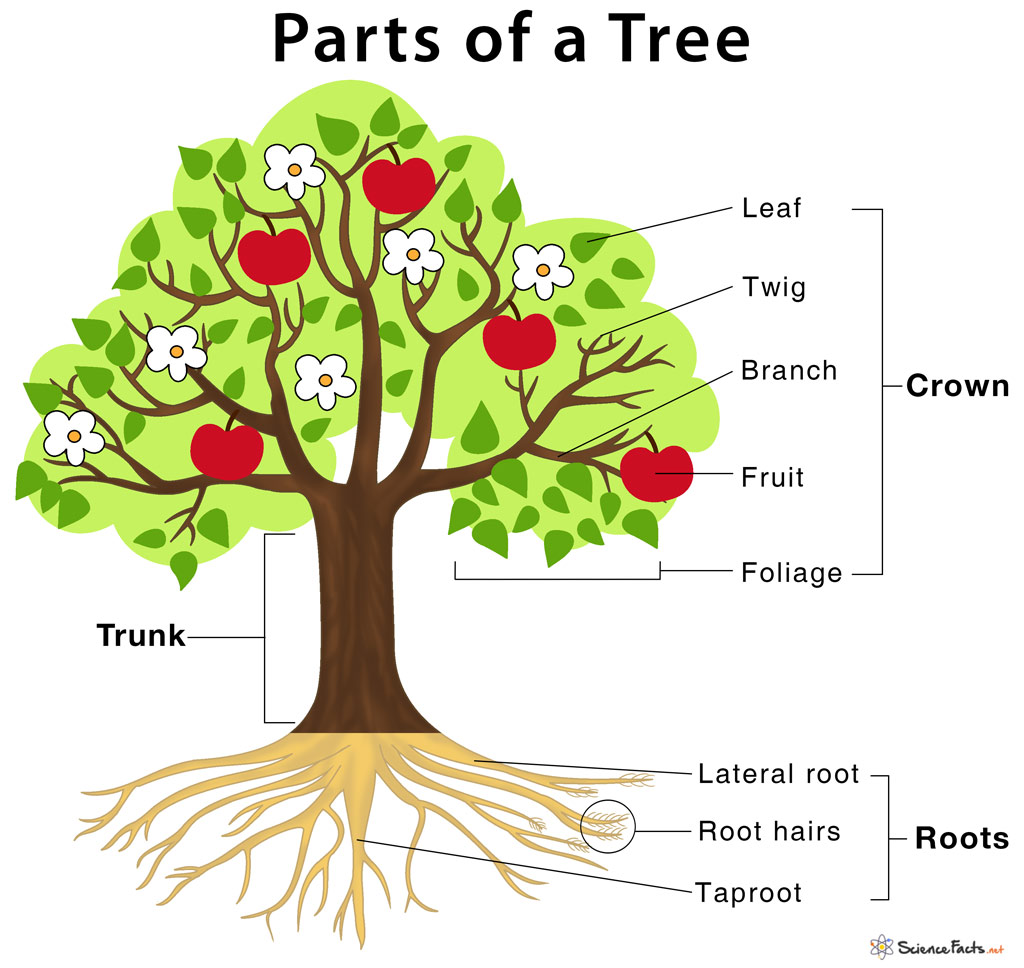 Parts of a Tree and Their Functions  Science Facts Intended For Parts Of A Tree Worksheet