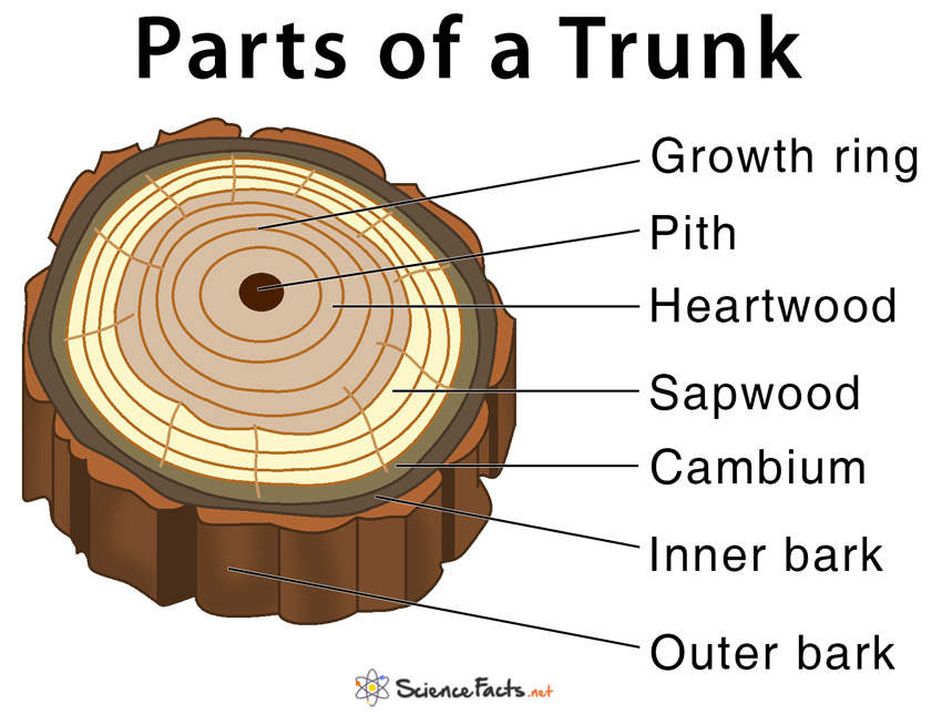 trunkparts