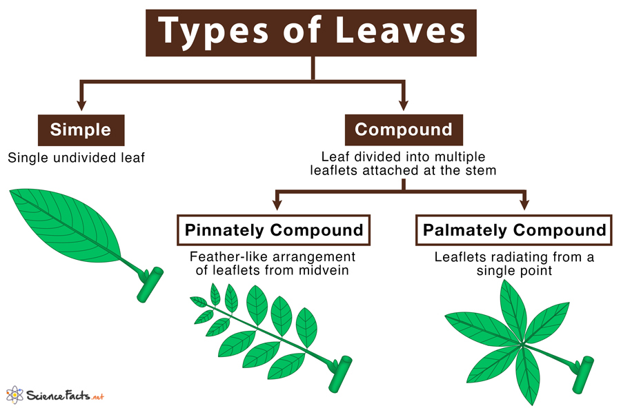 Discover more than 150 different types of leaves drawing latest - seven ...