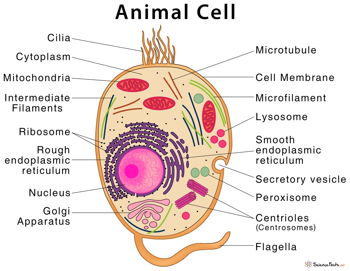 parts of an animal cell and their functions