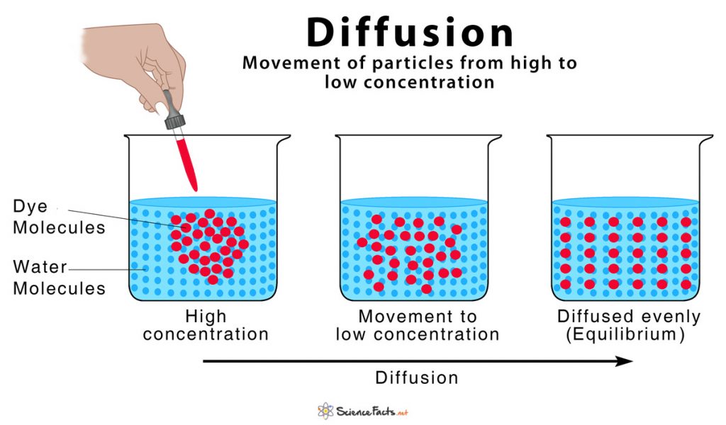 Diffusion Definition and How Does it Occur (with Diagram)