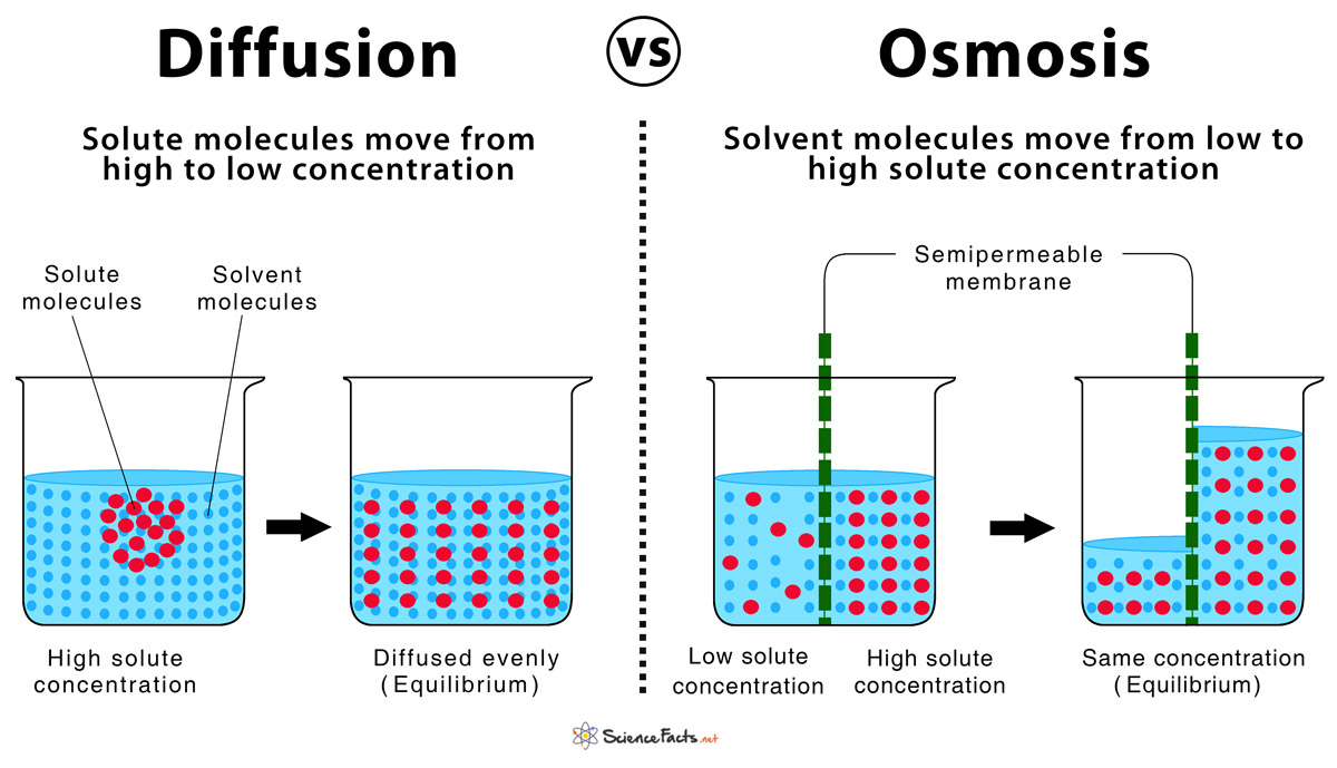 Diffusion And Osmosis – Similarities & Differences