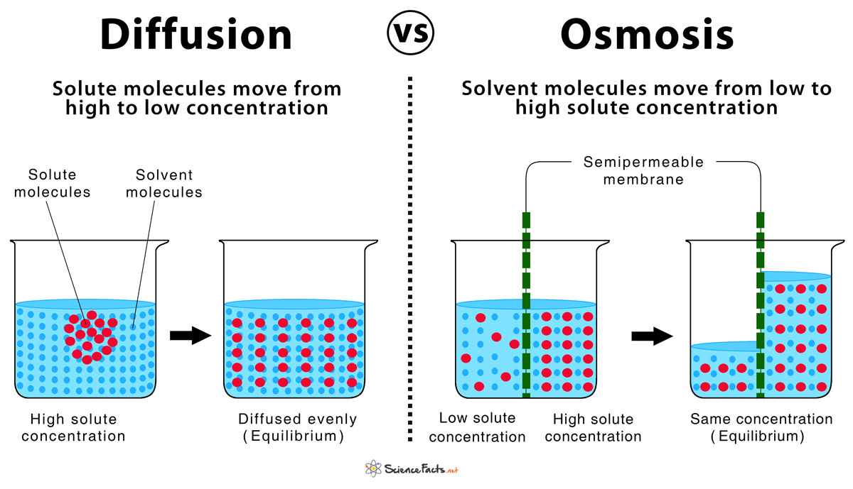 Diffusion And Osmosis Similarities Differences