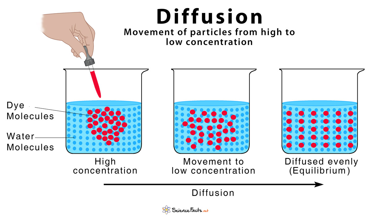 Diffusion Definition and How Does it Occur (with Diagram)