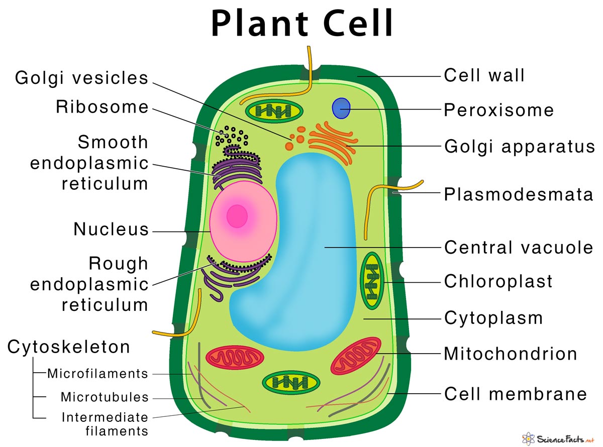 Plant Cell – Structure, Parts, Functions, Types, and Diagram For Label Plant Cell Worksheet