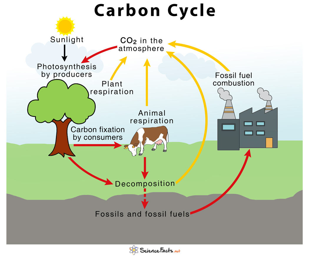 Carbon Cycle  U2013 Definition  Human Impacts  Importance  U0026 Diagram