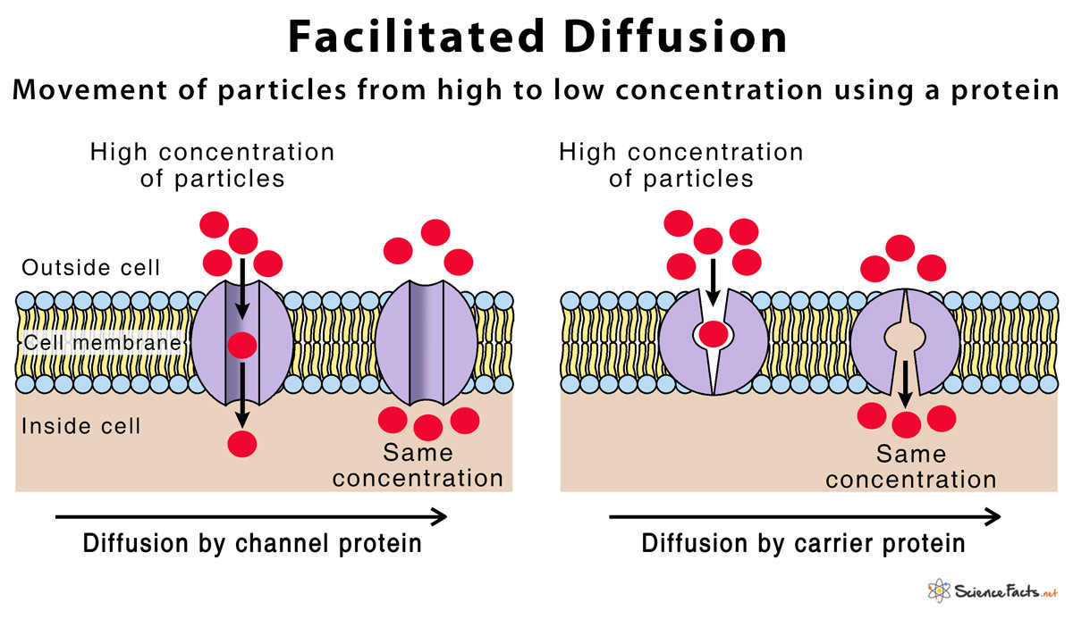 Facilitated Diffusion - Science Facts