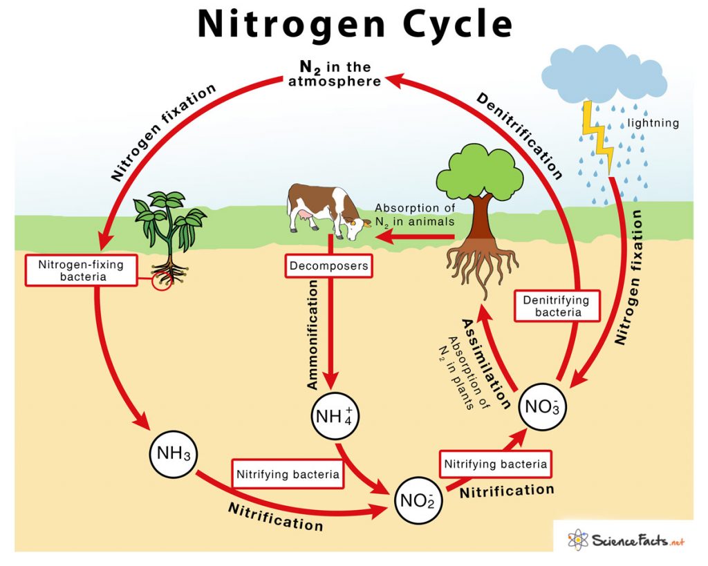 research paper about nitrogen cycle