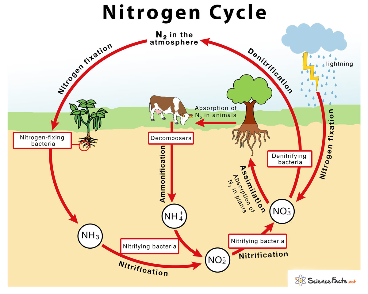 Nitrogen Cycle – Definition, Steps, Importance with Diagram