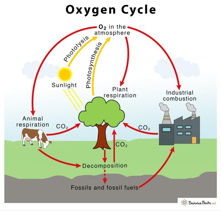 power point presentation on oxygen cycle