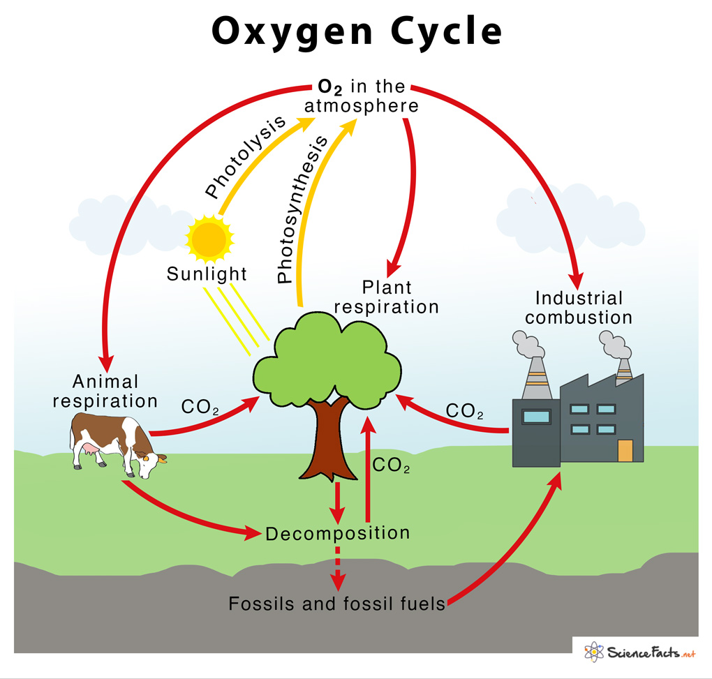 Oxygen Cycle With Diagram – Definition, Steps &amp; Importance