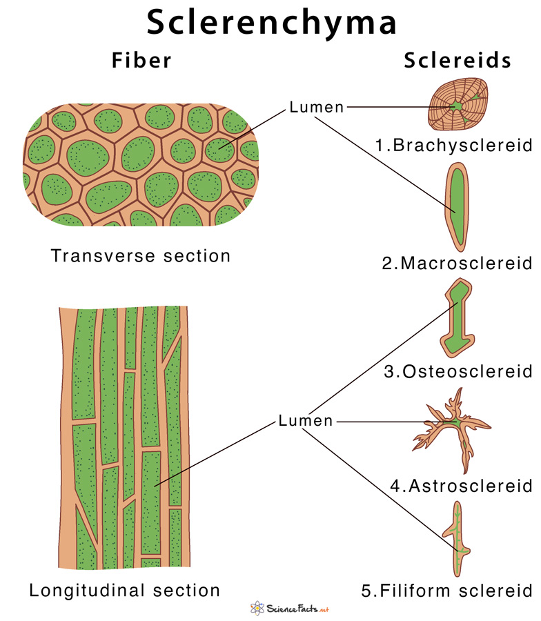 Sclerenchyma Tissue Labeled