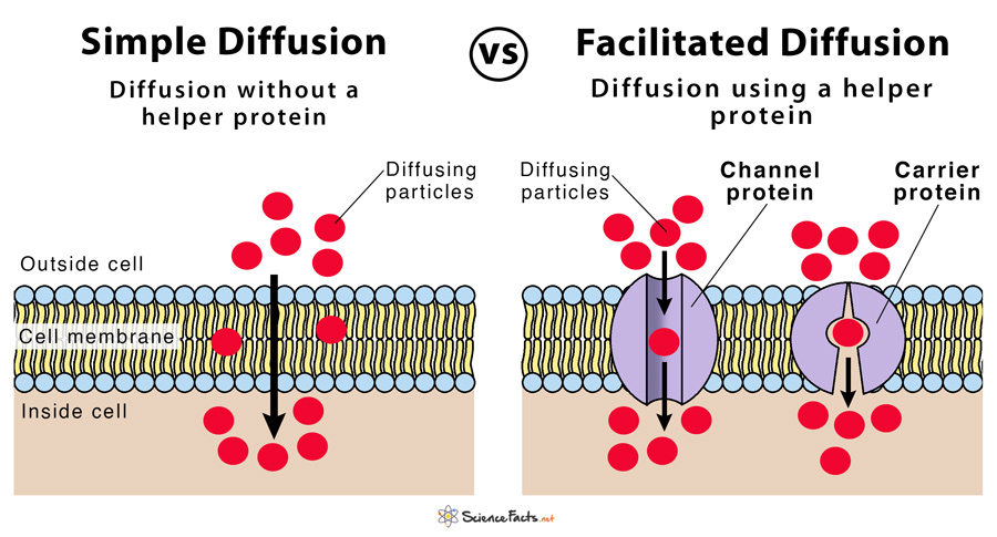 Simple Diffusion vs Facilitated Diffusion