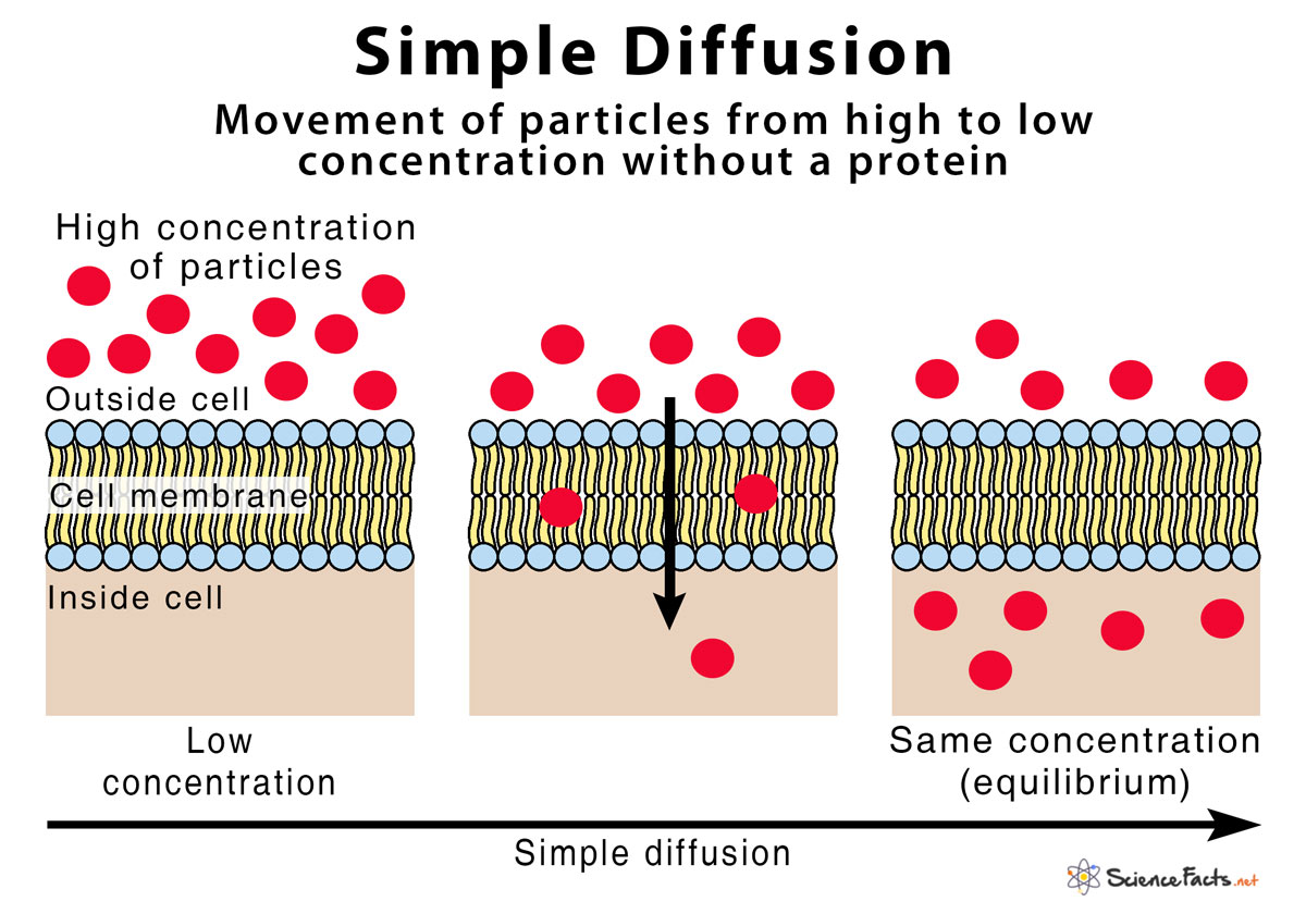 hypothesis on diffusion