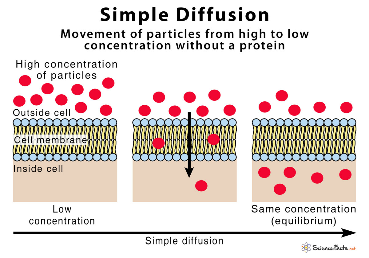 Simple Diffusion Definition With Examples and Diagram