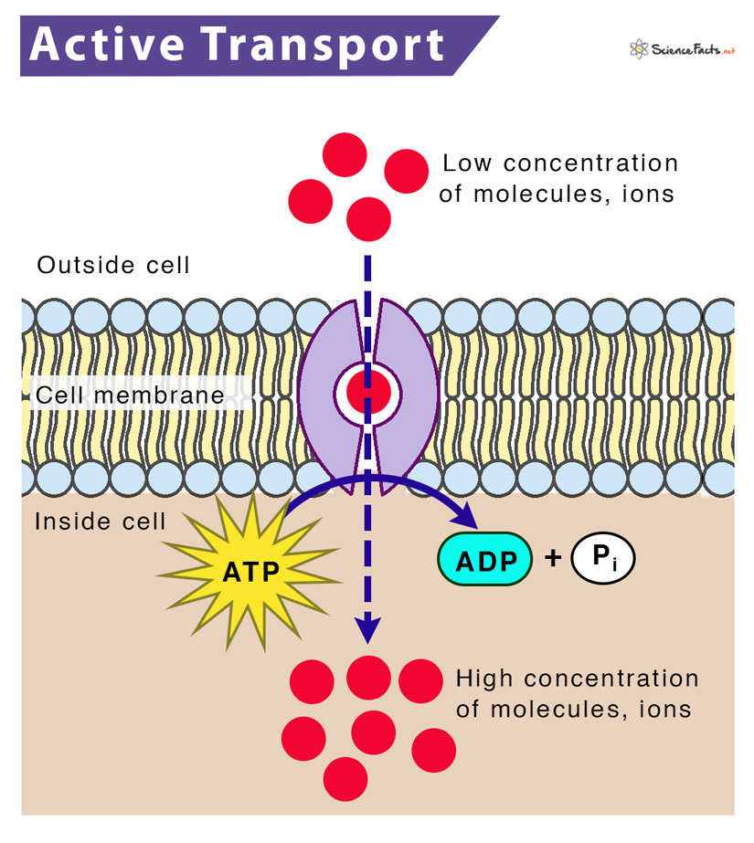 Active Transport – Definition, Types, Functions and Diagram