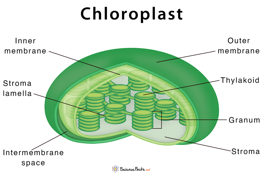 cloroplaste