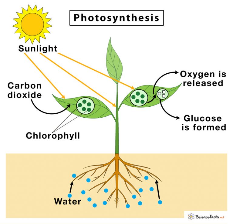 what is the meaning of photosynthesis class 10