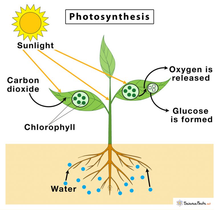 what is the literal meaning of the word photosynthesis