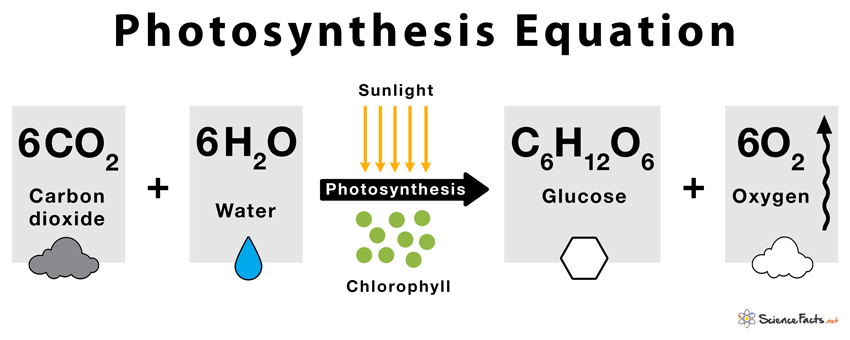 a brief explanation photosynthesis