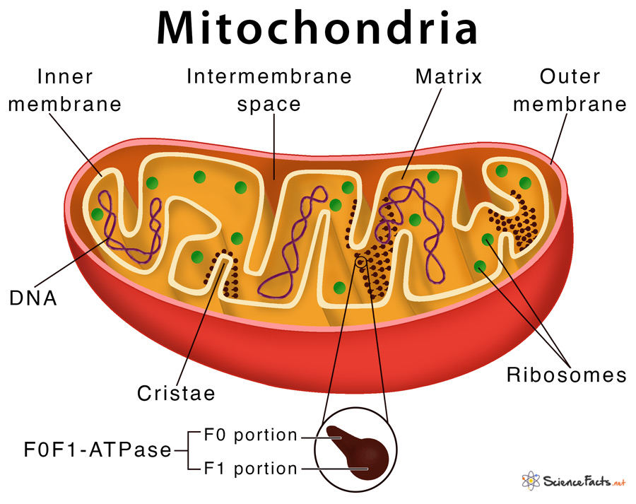 Mitochondria - Definition, Structure, and Function with Diagram