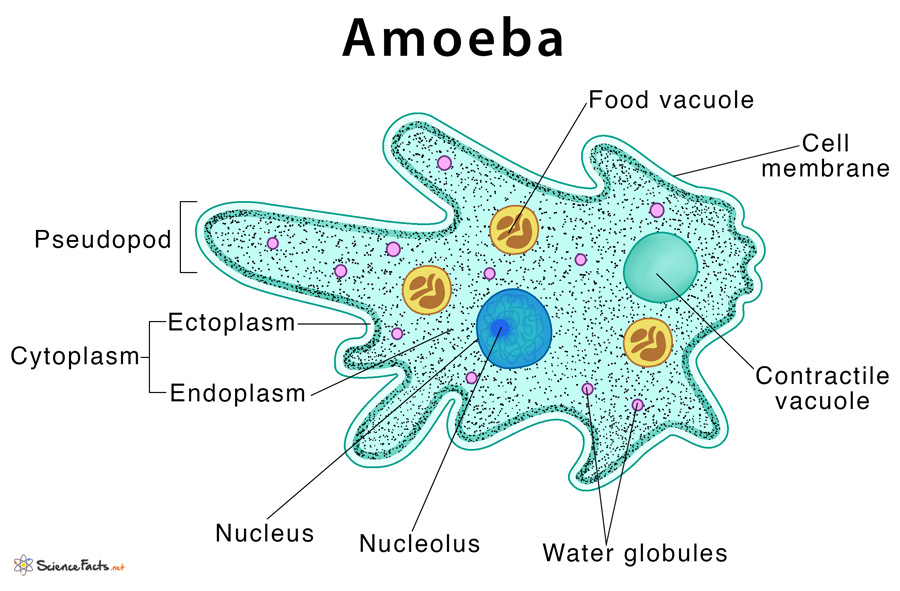  Amoeba  Definition Structure Characteristics with Diagram