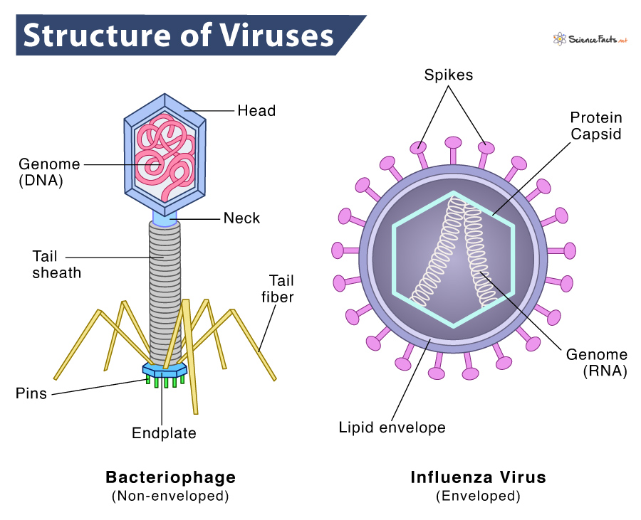 Virus – Definition, Parts, Structure, Characteristics, Diagram