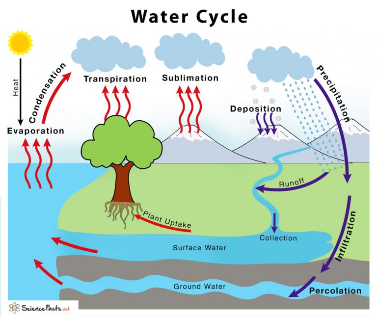 Water Cycle Definition & Steps Explained With Simple Diagram