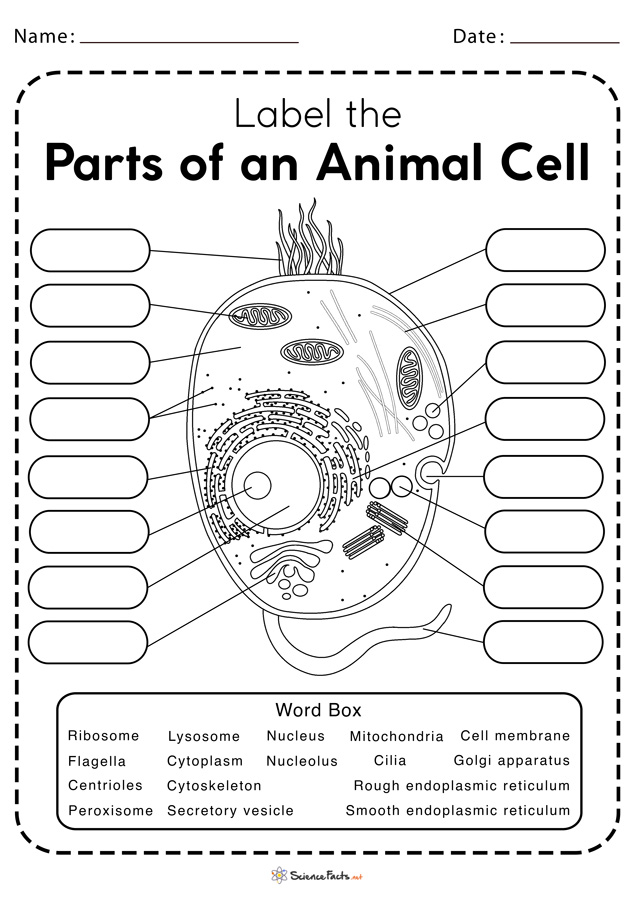 Cells And Their Organelles Worksheet