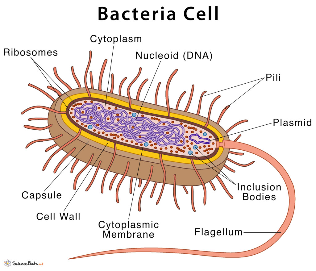 bacterial cell diagram