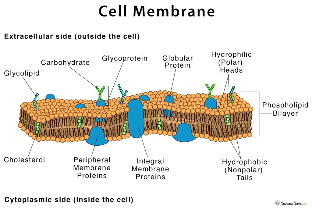 Labeled Cell Membrane