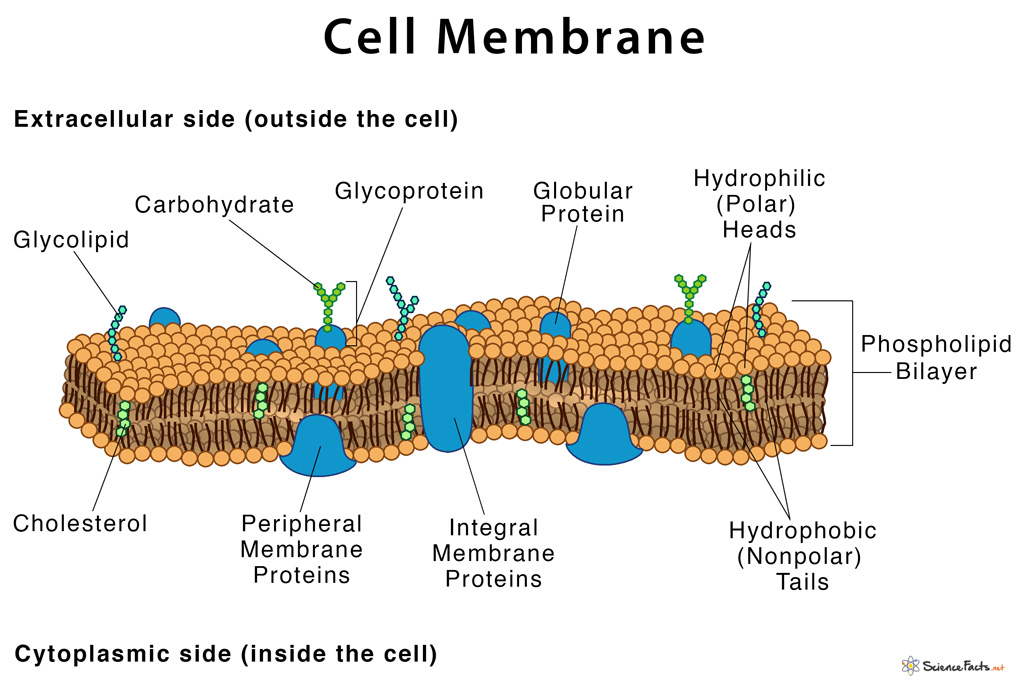 Cell Membrane Definition Structure