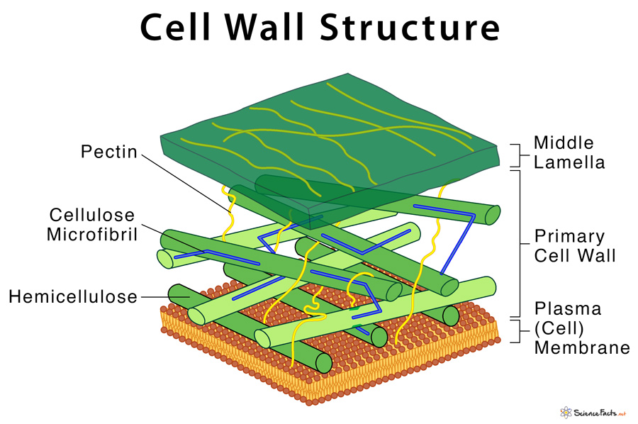 Cell Wall  Definition  Structure   U0026 Functions With Diagram