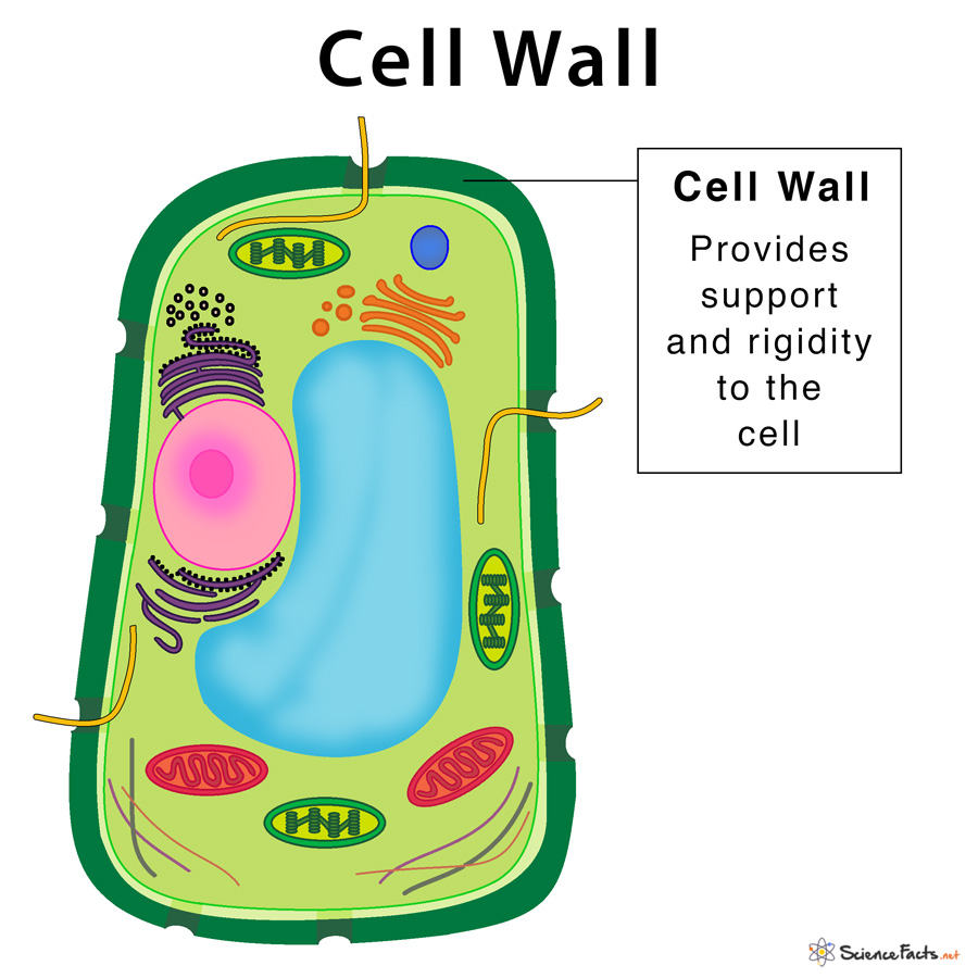 Parts of the Plant Cell Mind Map