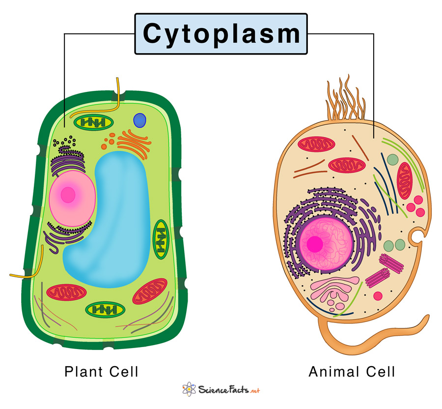 Cytoplasm: Definition, Structure, & Functions with Diagram