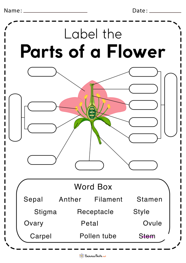 Parts Of A Flower Worksheets Free