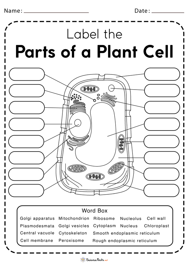 Science Clipart-illustration cross section plant cell diagram clipart-saigonsouth.com.vn
