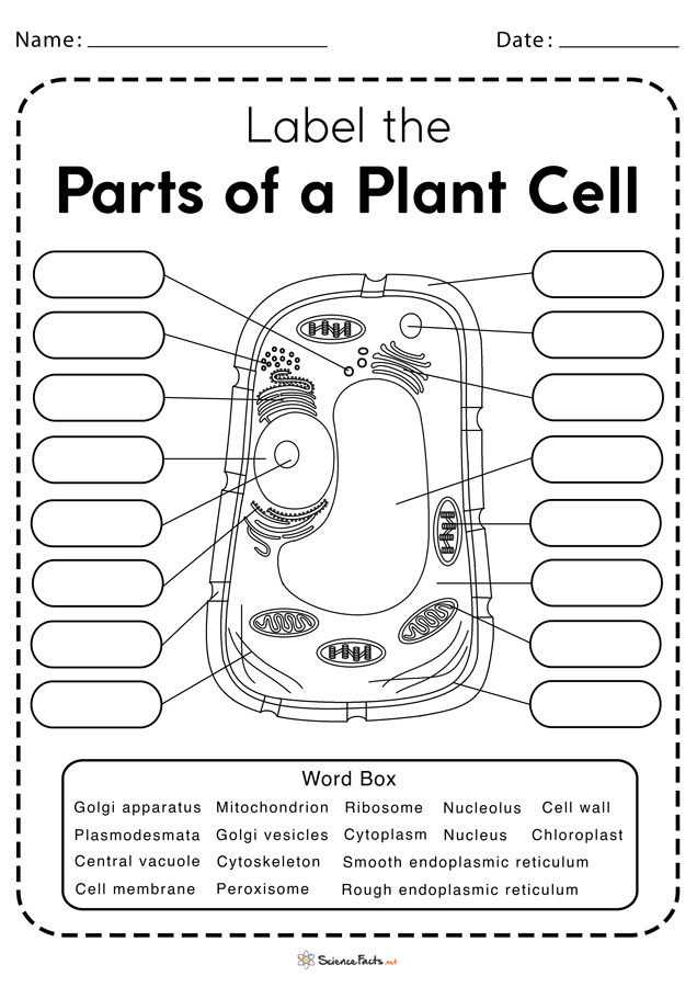 plant-cell-labeling-worksheet-answers-the-anatomy-and-physiology-of-animals-the-cell-worksheet