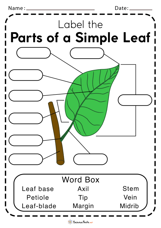 leaves-worksheet-tracing-leaves-worksheets-fall-leaf-traceable