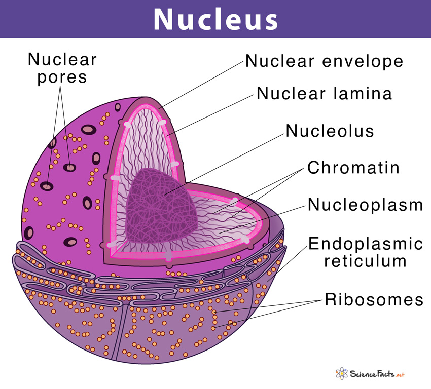 presentation in nucleus