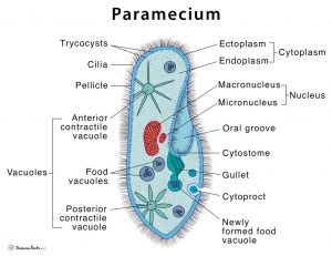 Paramecium Labelled Diagram Class 8